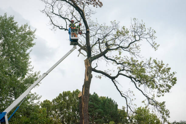 How Our Tree Care Process Works  in  England, AR